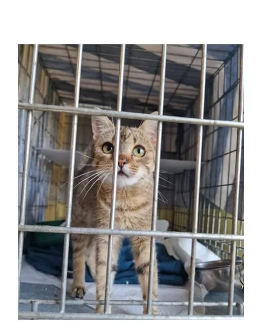Alutka, female 5yo Mixed Breed for adoption at Schronisko Wrocław, Wrocław