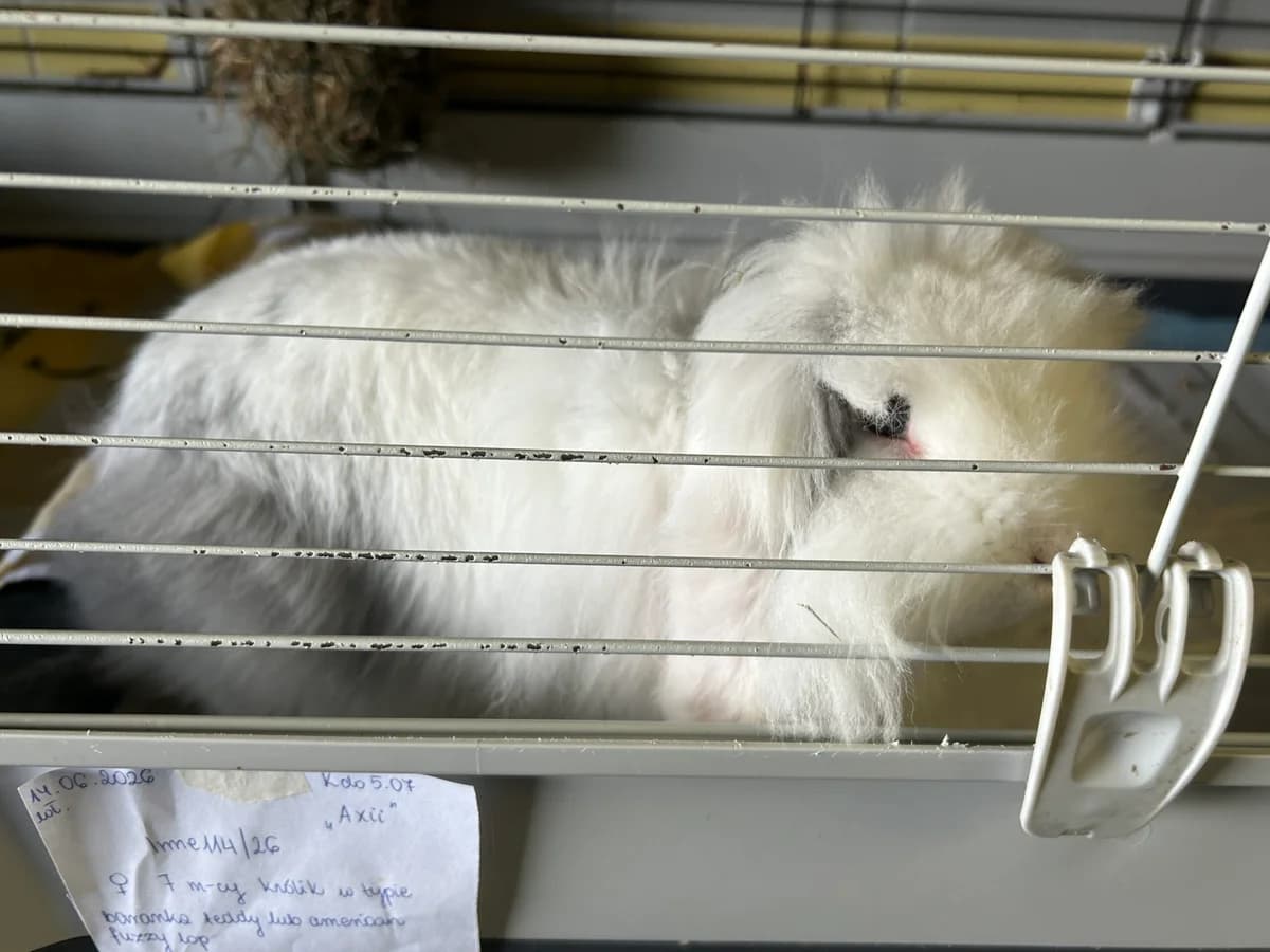 Axii, female Mixed Breed for adoption at Schronisko Wrocław, Wrocław