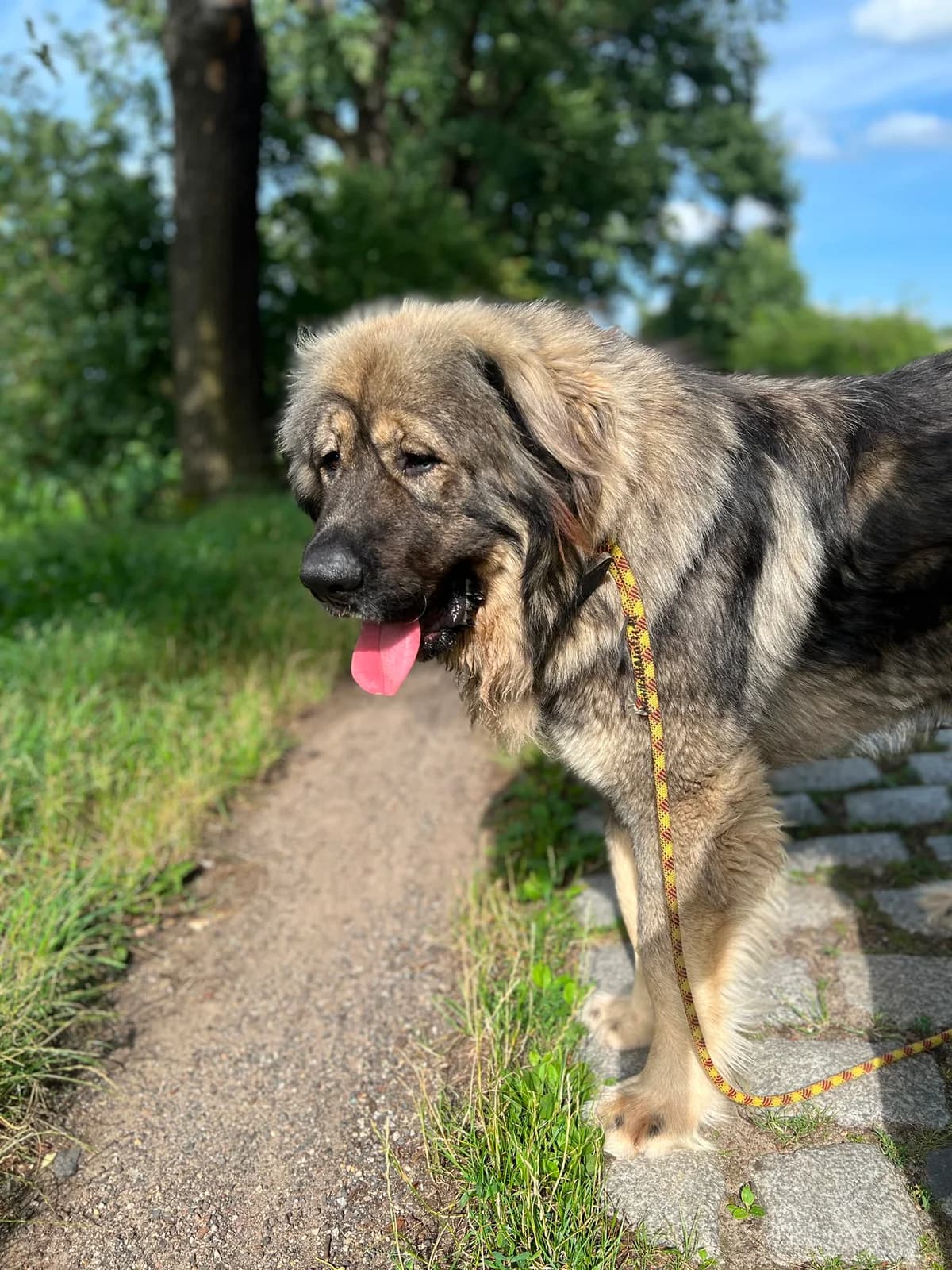Baloo, male Mixed Breed for adoption at Schronisko Wrocław, Wrocław