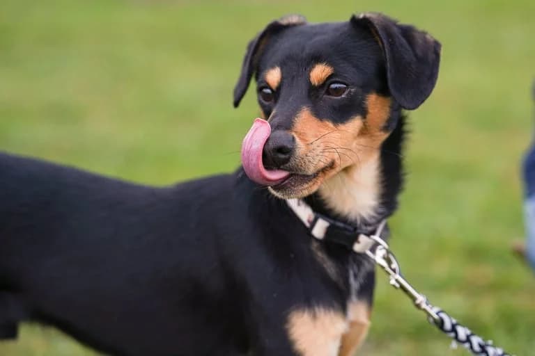 Bambi, male puppy Mixed Breed for adoption at Schronisko Wrocław, Wrocław