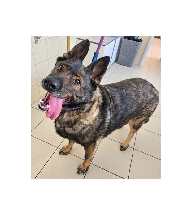 Berta, female 4yo Mixed Breed for adoption at Schronisko Wrocław, Wrocław