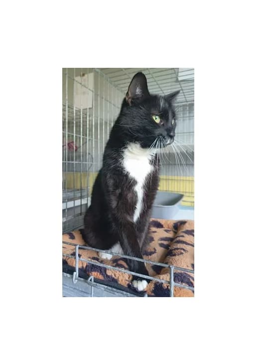 Boni, male 5yo Mixed Breed for adoption at Schronisko Wrocław, Wrocław