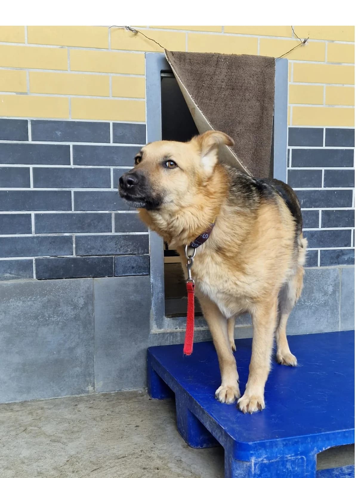 Burek, male 6yo Mixed Breed for adoption at Schronisko Wrocław, Wrocław