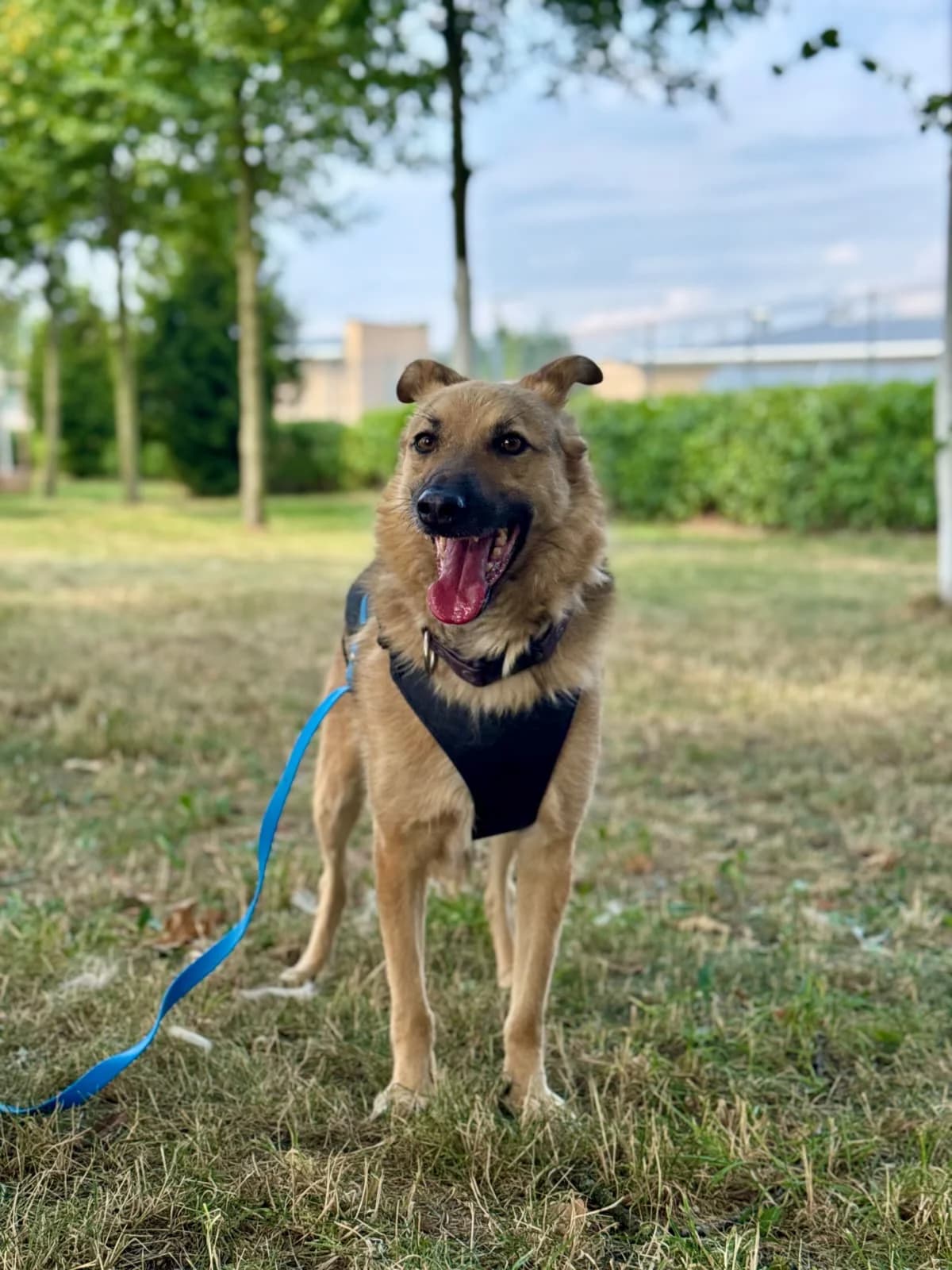 Burek, male 4yo Mixed Breed for adoption at Schronisko Wrocław, Wrocław