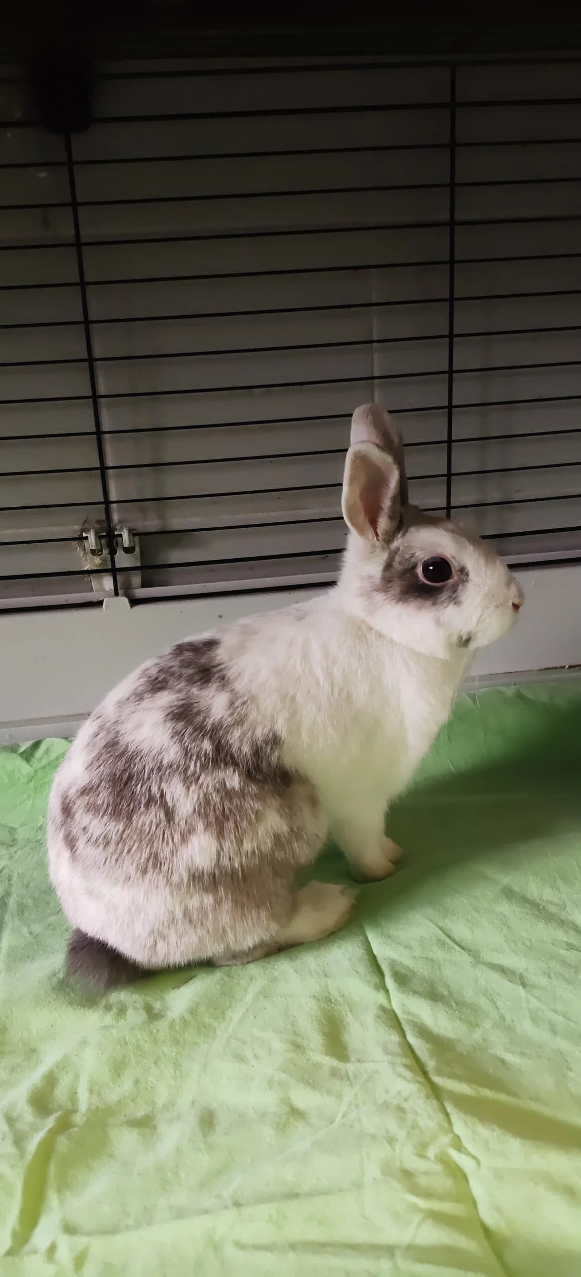 Chili, female puppy Mixed Breed for adoption at Schronisko Wrocław, Wrocław