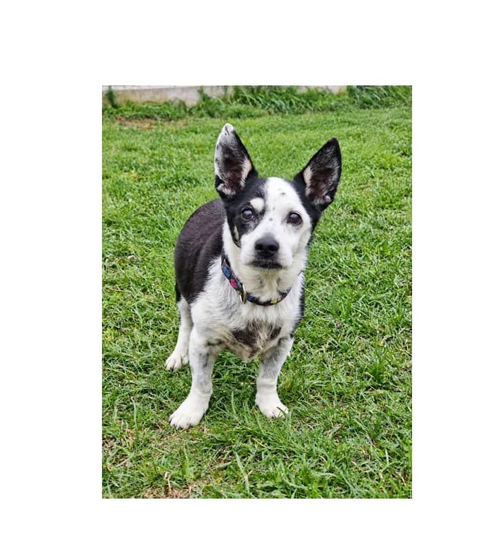 Ciapek, male senior Mixed Breed for adoption at Schronisko Wrocław, Wrocław