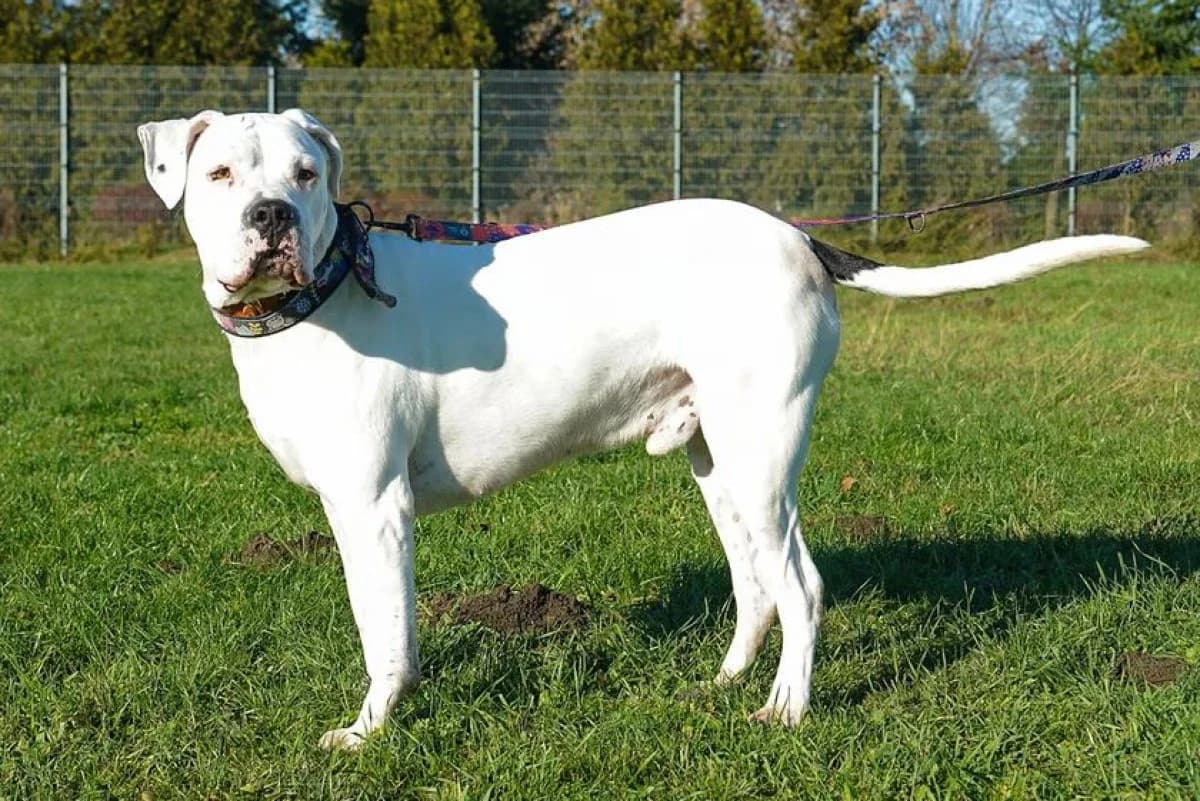 Codi, male 5yo Mixed Breed for adoption at Schronisko Wrocław, Wrocław