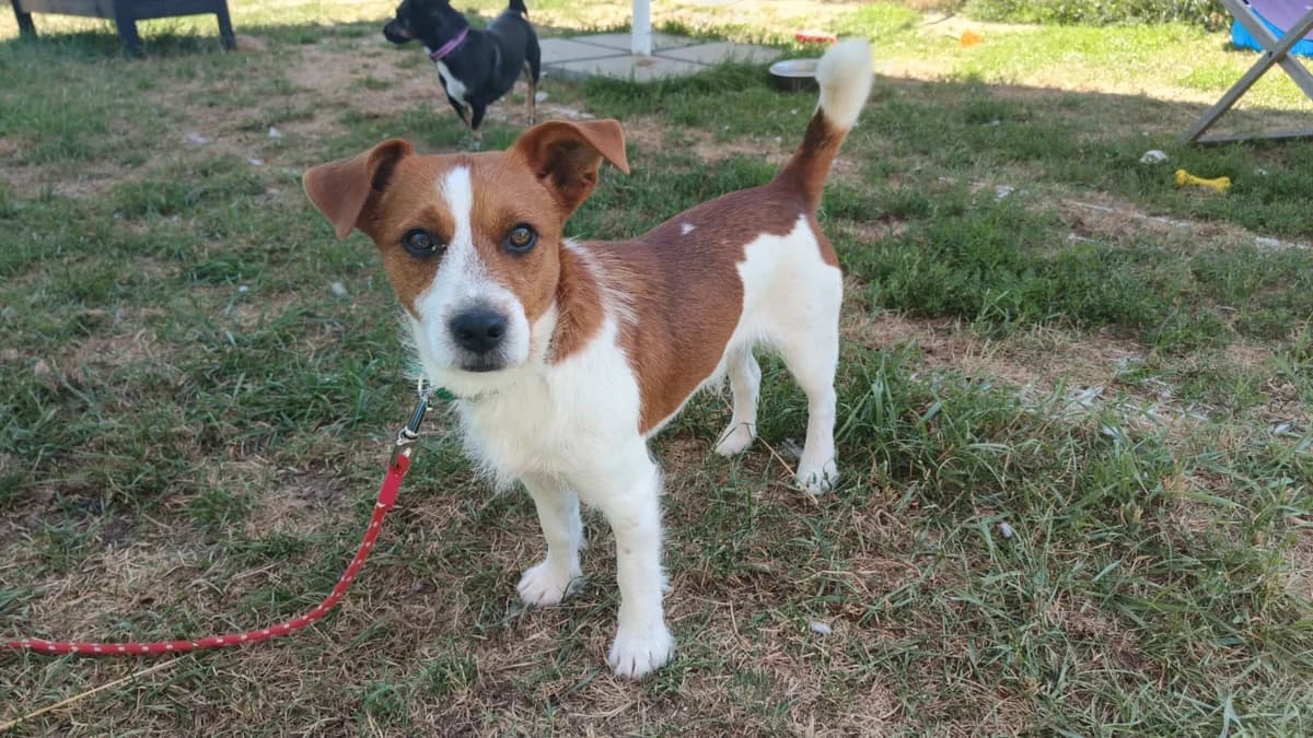 Danio, male 3yo Mixed Breed for adoption at Schronisko Wrocław, Wrocław