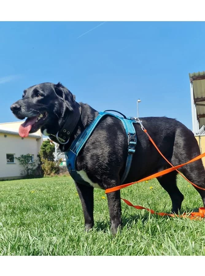 Dimon, male 5yo Mixed Breed for adoption at Schronisko Wrocław, Wrocław