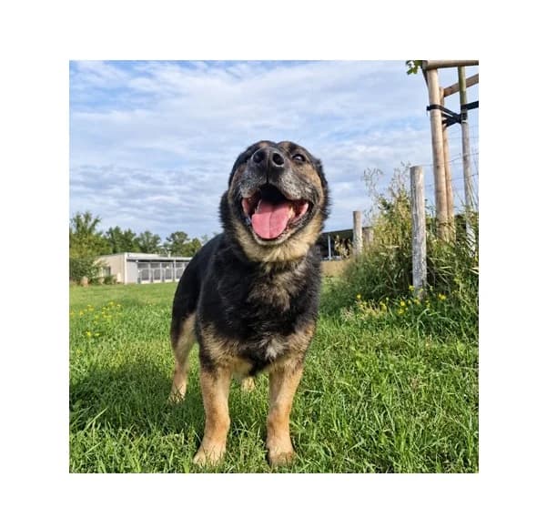 Django, male 4yo Mixed Breed for adoption at Schronisko Wrocław, Wrocław