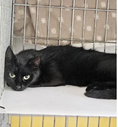 Eliza, female 3yo Mixed Breed for adoption at Schronisko Wrocław, Wrocław