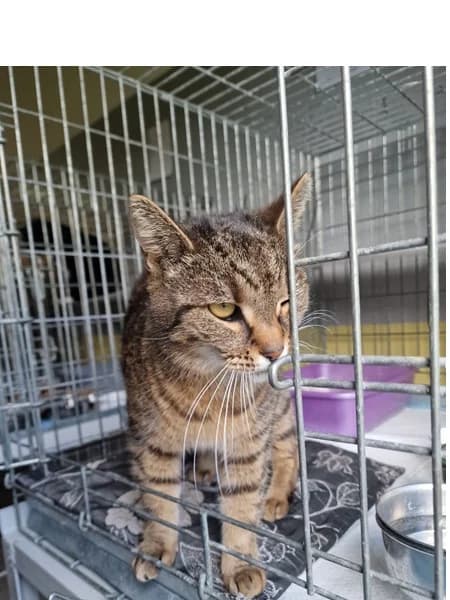 Emma, female 3yo Mixed Breed for adoption at Schronisko Wrocław, Wrocław