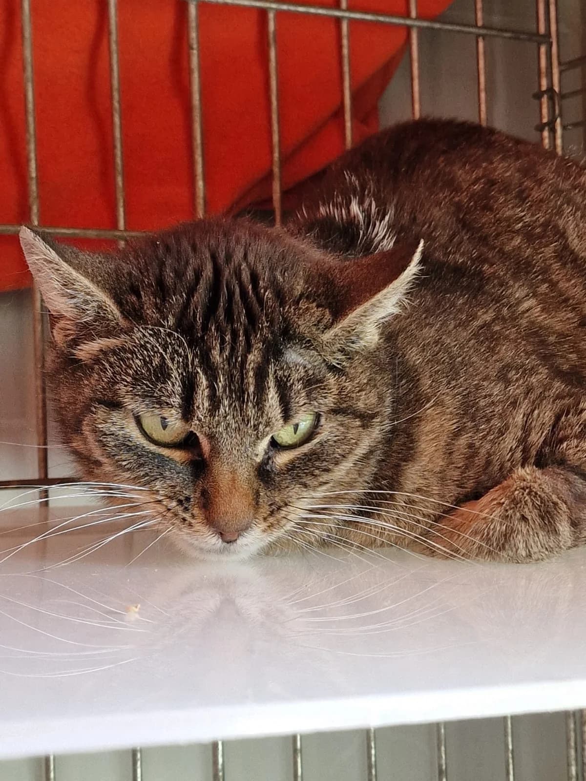 Eska, female 6yo Mixed Breed for adoption at Schronisko Wrocław, Wrocław