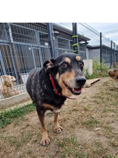 Figa, female senior Mixed Breed for adoption at Schronisko Wrocław, Wrocław