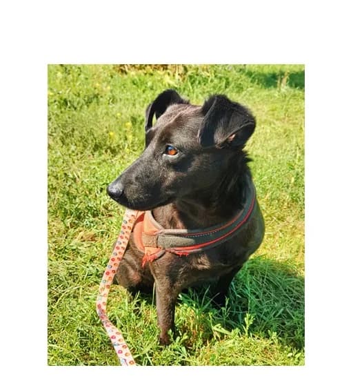 Flora, female senior Mixed Breed for adoption at Schronisko Wrocław, Wrocław