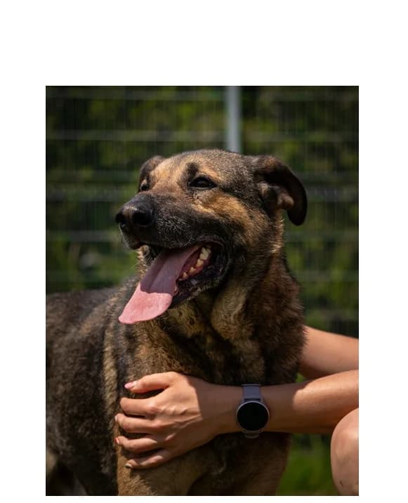 Forrest, male 6yo Mixed Breed for adoption at Schronisko Wrocław, Wrocław