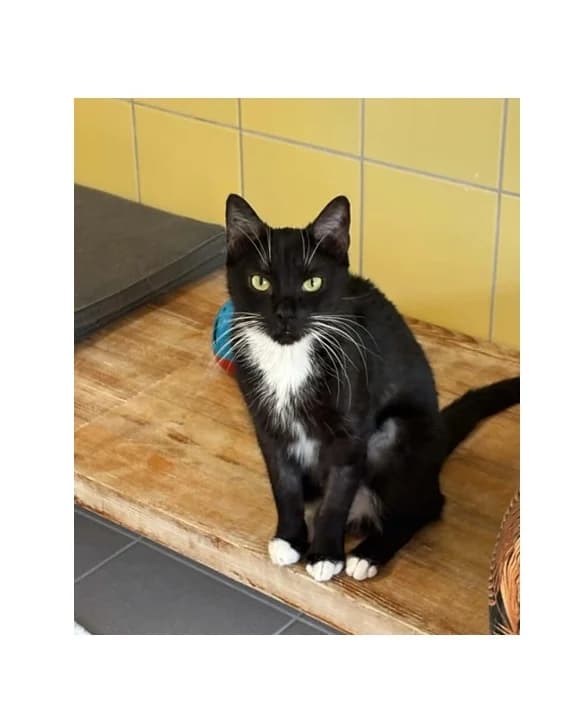 Gaja, female 4yo Mixed Breed for adoption at Schronisko Wrocław, Wrocław