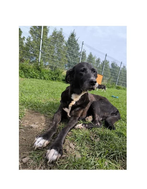 Gaja, female senior Mixed Breed for adoption at Schronisko Wrocław, Wrocław