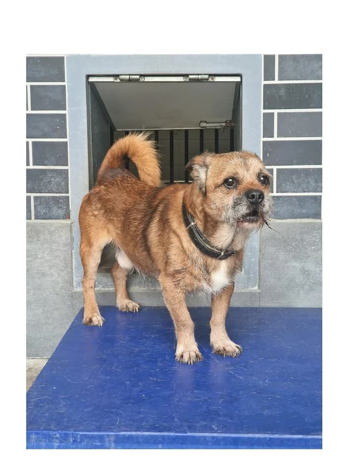 Gryfon, male 6yo Mixed Breed for adoption at Schronisko Wrocław, Wrocław