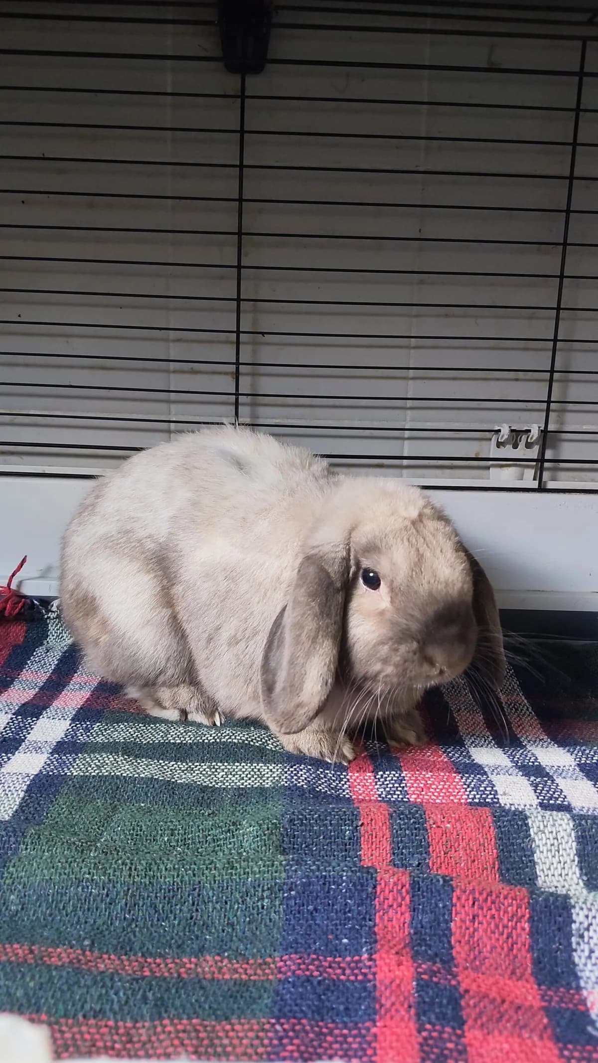 Janek, male puppy Mixed Breed for adoption at Schronisko Wrocław, Wrocław
