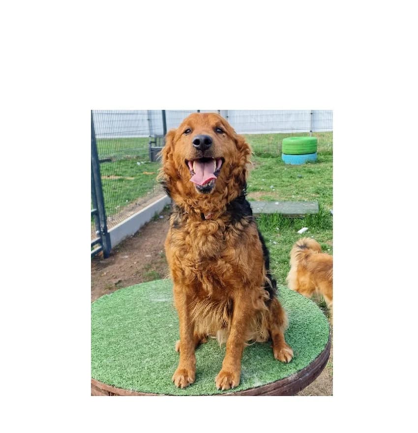 Jaskier, male 3yo Mixed Breed for adoption at Schronisko Wrocław, Wrocław