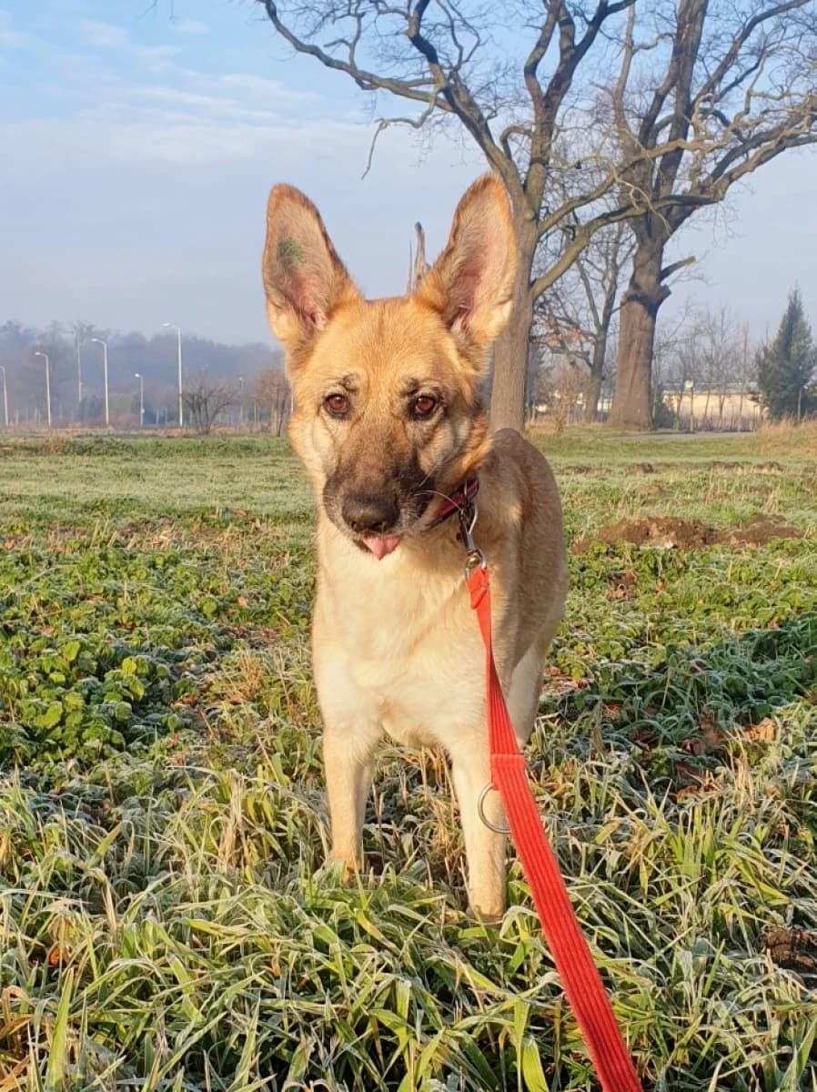 Joni, female 4yo Mixed Breed for adoption at Schronisko Wrocław, Wrocław