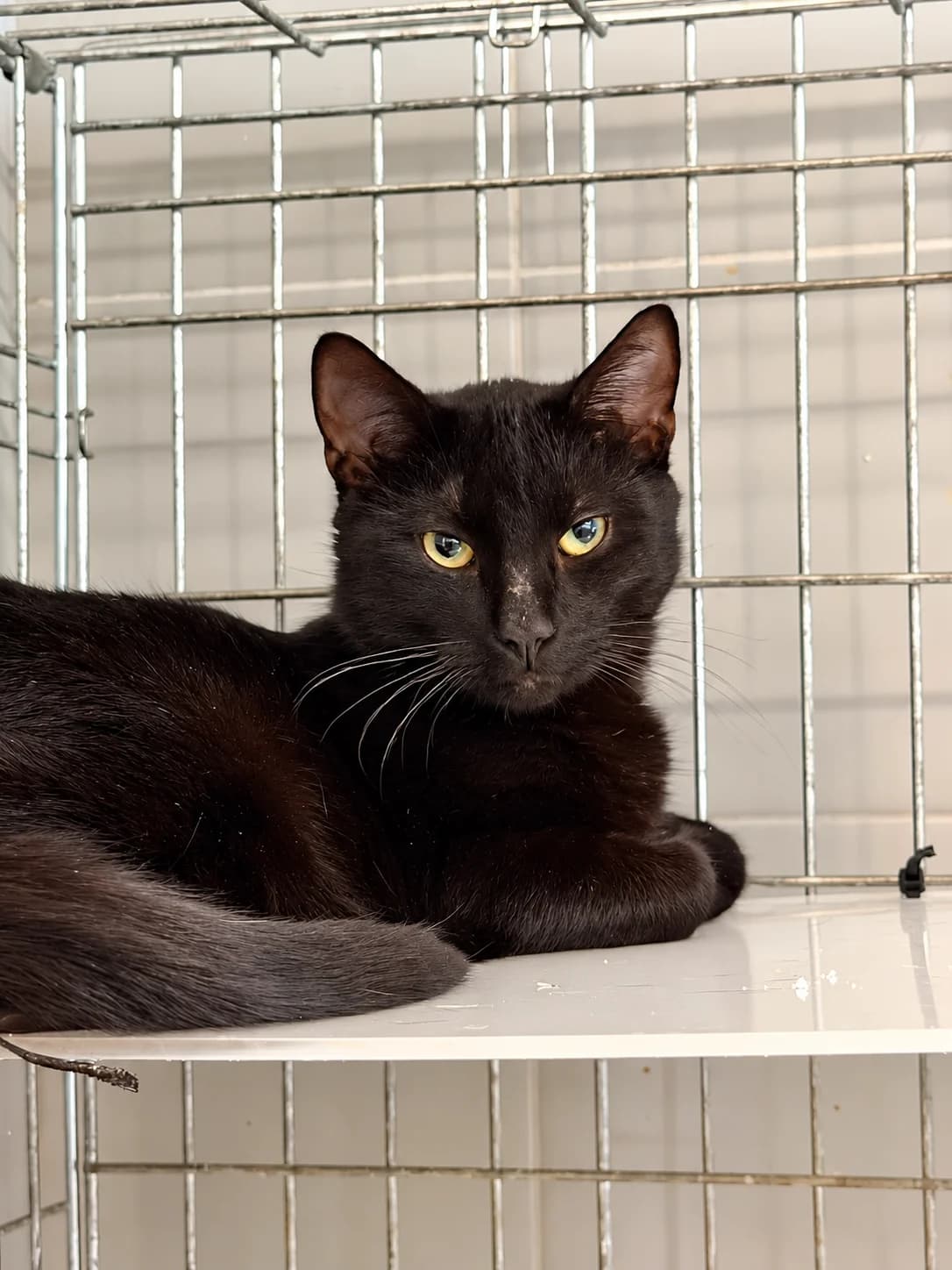 Kabanos, male 3yo Mixed Breed for adoption at Schronisko Wrocław, Wrocław