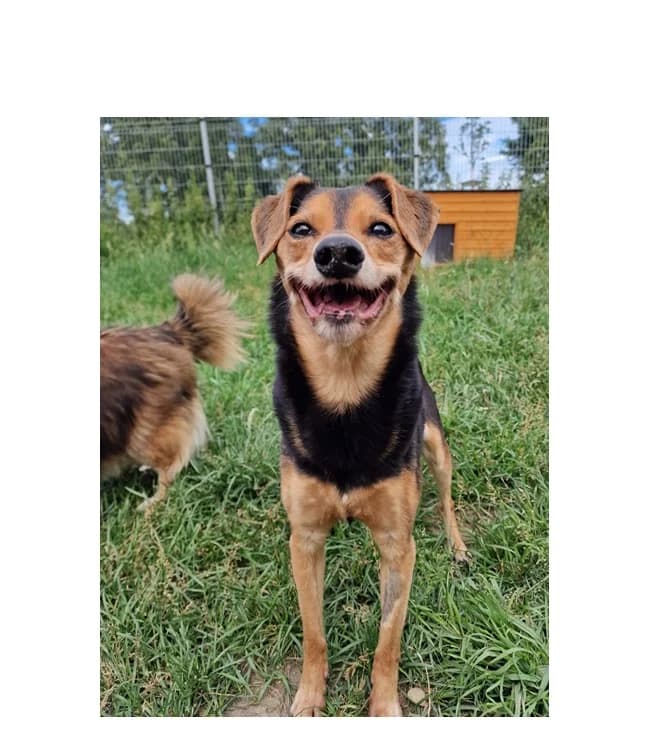 Kajtek, male senior Mixed Breed for adoption at Schronisko Wrocław, Wrocław