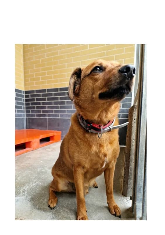 Karmel, male 5yo Mixed Breed for adoption at Schronisko Wrocław, Wrocław