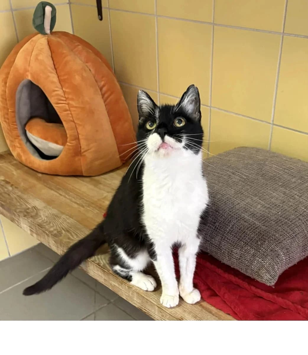 Kimchi, male senior Domestic Shorthair for adoption at Schronisko Wrocław, Wrocław