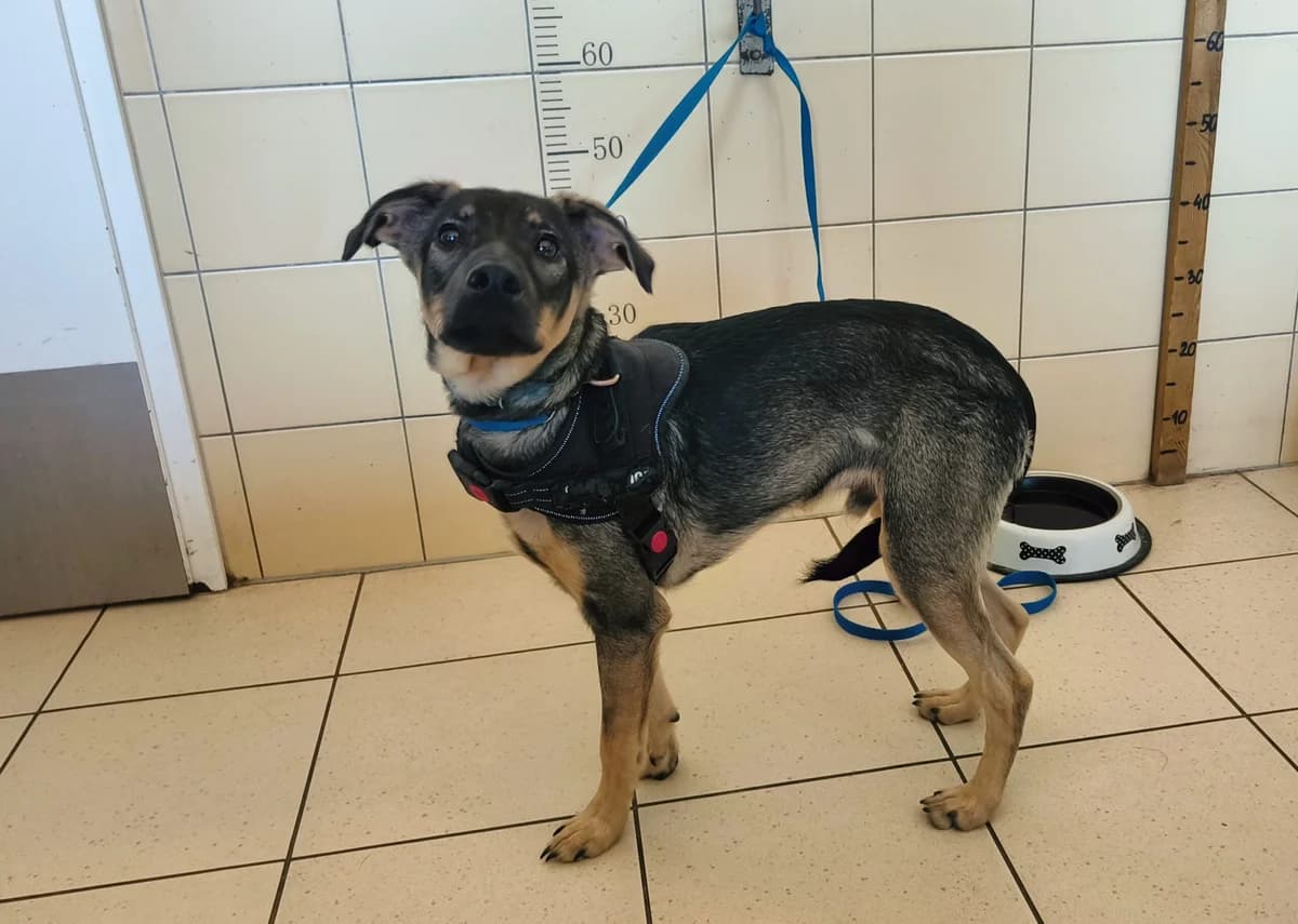 Kiwi, male puppy Mixed Breed for adoption at Schronisko Wrocław, Wrocław