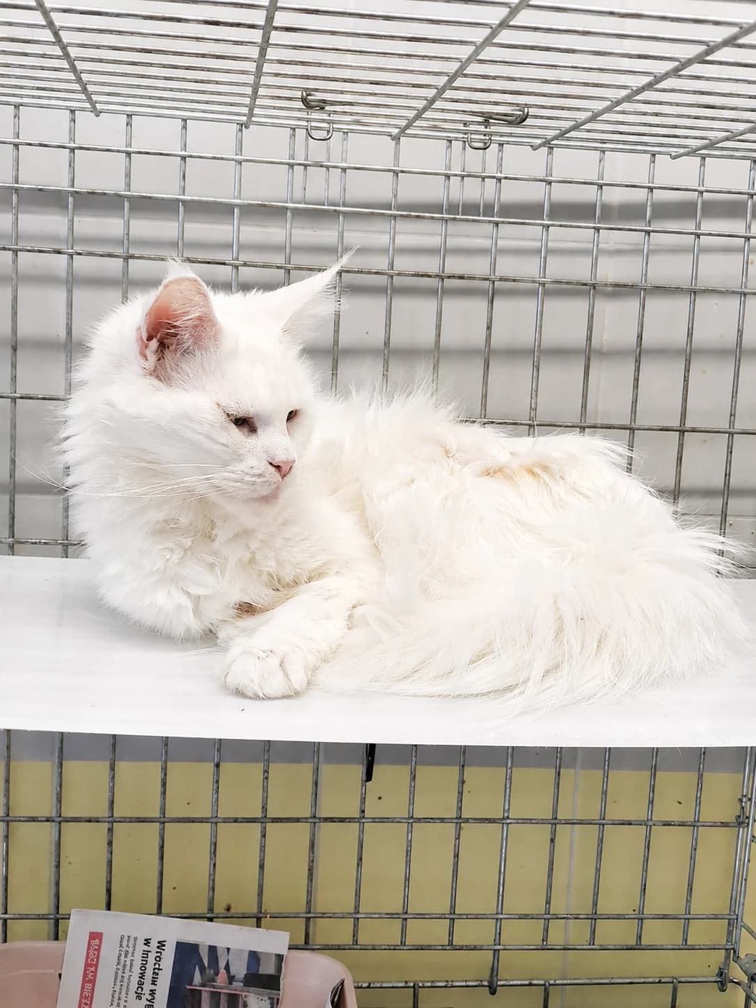 Klementyna, female 4yo Mixed Breed for adoption at Schronisko Wrocław, Wrocław