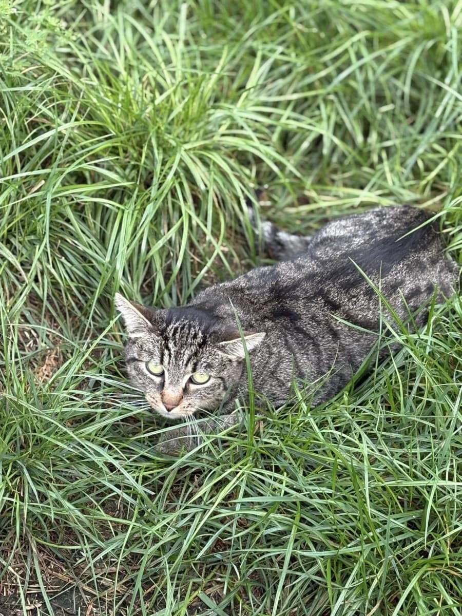 Klusek, male Domestic Shorthair for adoption at Schronisko Wrocław, Wrocław