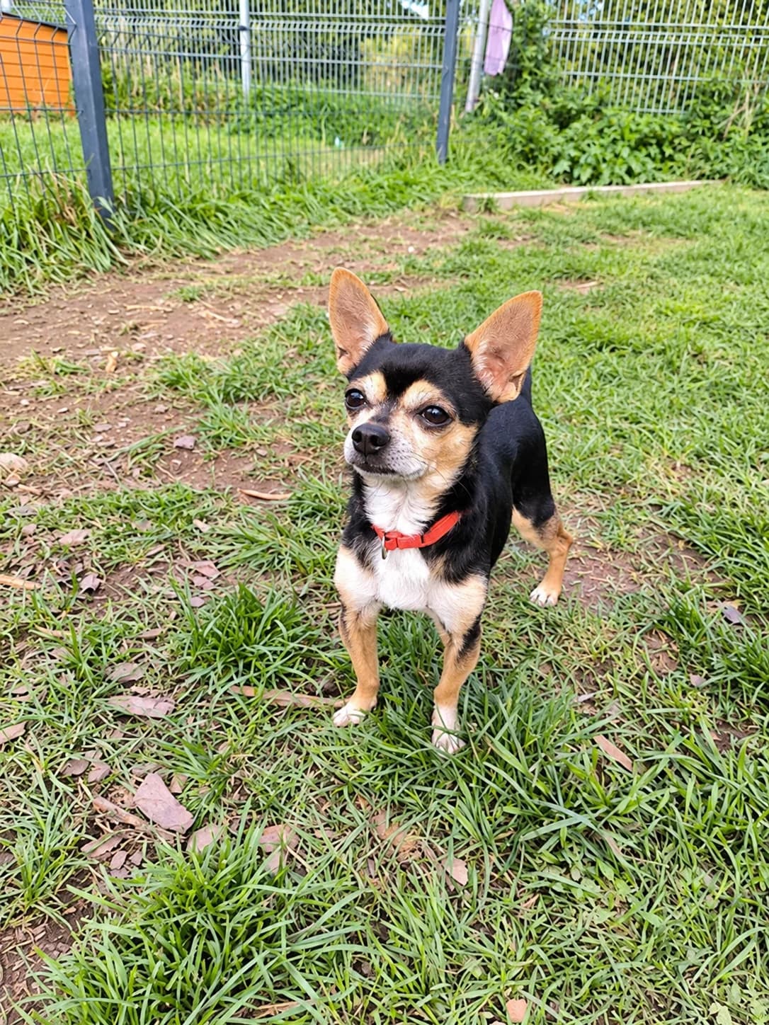 Koksik, male 7yo Mixed Breed for adoption at Schronisko Wrocław, Wrocław