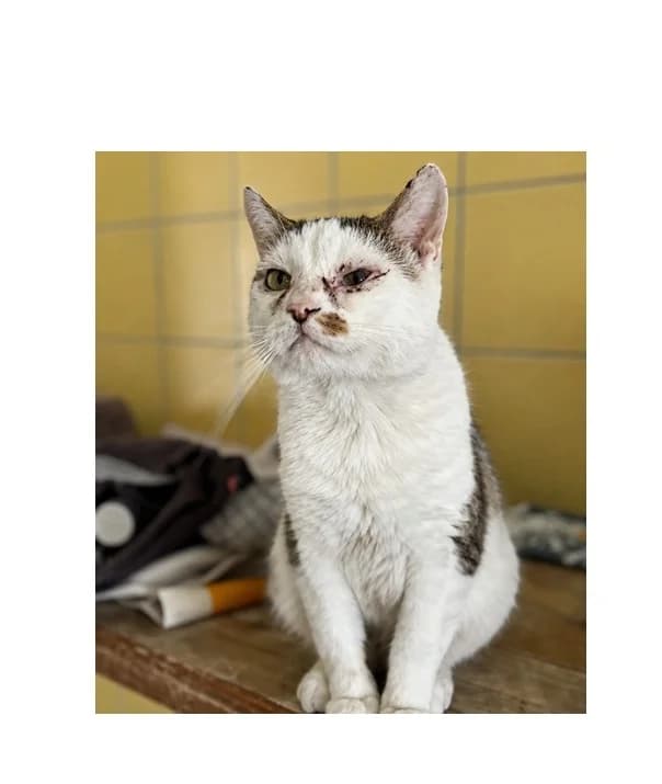 Koperek, male 4yo Mixed Breed for adoption at Schronisko Wrocław, Wrocław