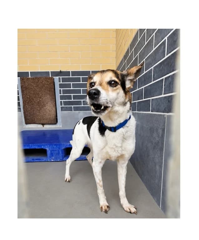 Kropa, female 6yo Mixed Breed for adoption at Schronisko Wrocław, Wrocław