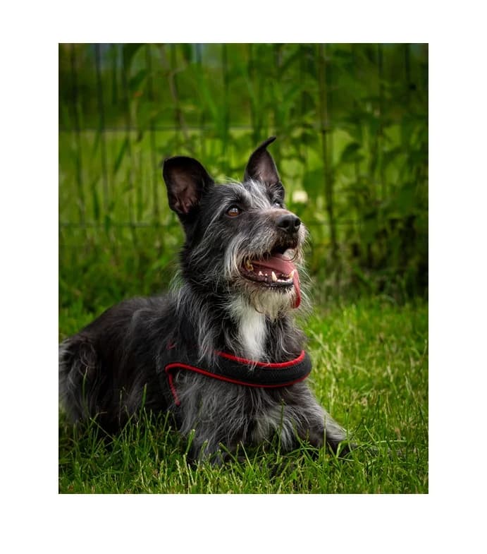 Lucy, female 6yo Mixed Breed for adoption at Schronisko Wrocław, Wrocław