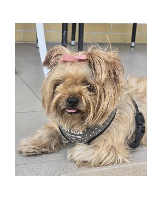 Lucynka, female 7yo Mixed Breed for adoption at Schronisko Wrocław, Wrocław