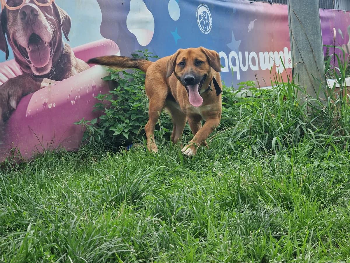 Luzak, male young Mixed Breed for adoption at Schronisko Wrocław, Wrocław