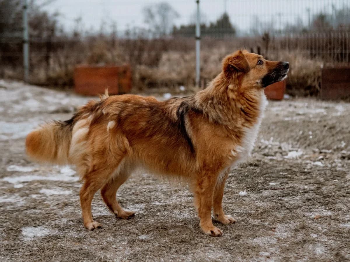 Mania, female 6yo Mixed Breed for adoption at Schronisko Wrocław, Wrocław