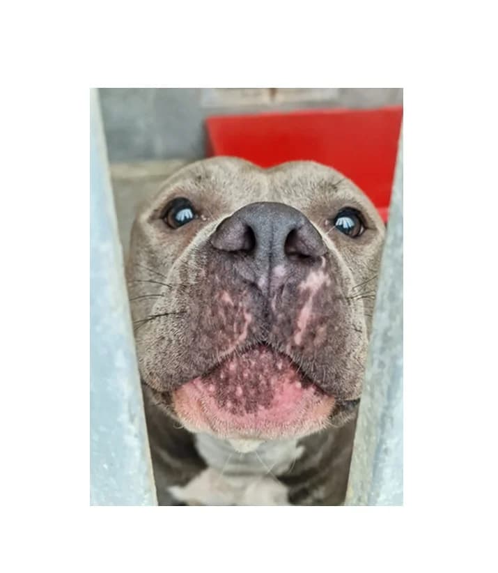 Mia, female 4yo Mixed Breed for adoption at Schronisko Wrocław, Wrocław