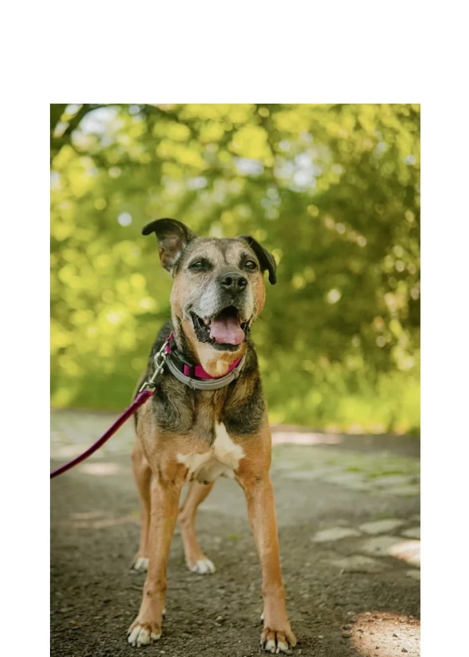 Bronka, female senior Mixed Breed for adoption at Schronisko Wrocław, Wrocław