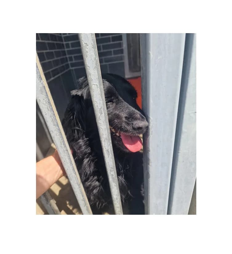 Mrozu, male 4yo Mixed Breed for adoption at Schronisko Wrocław, Wrocław
