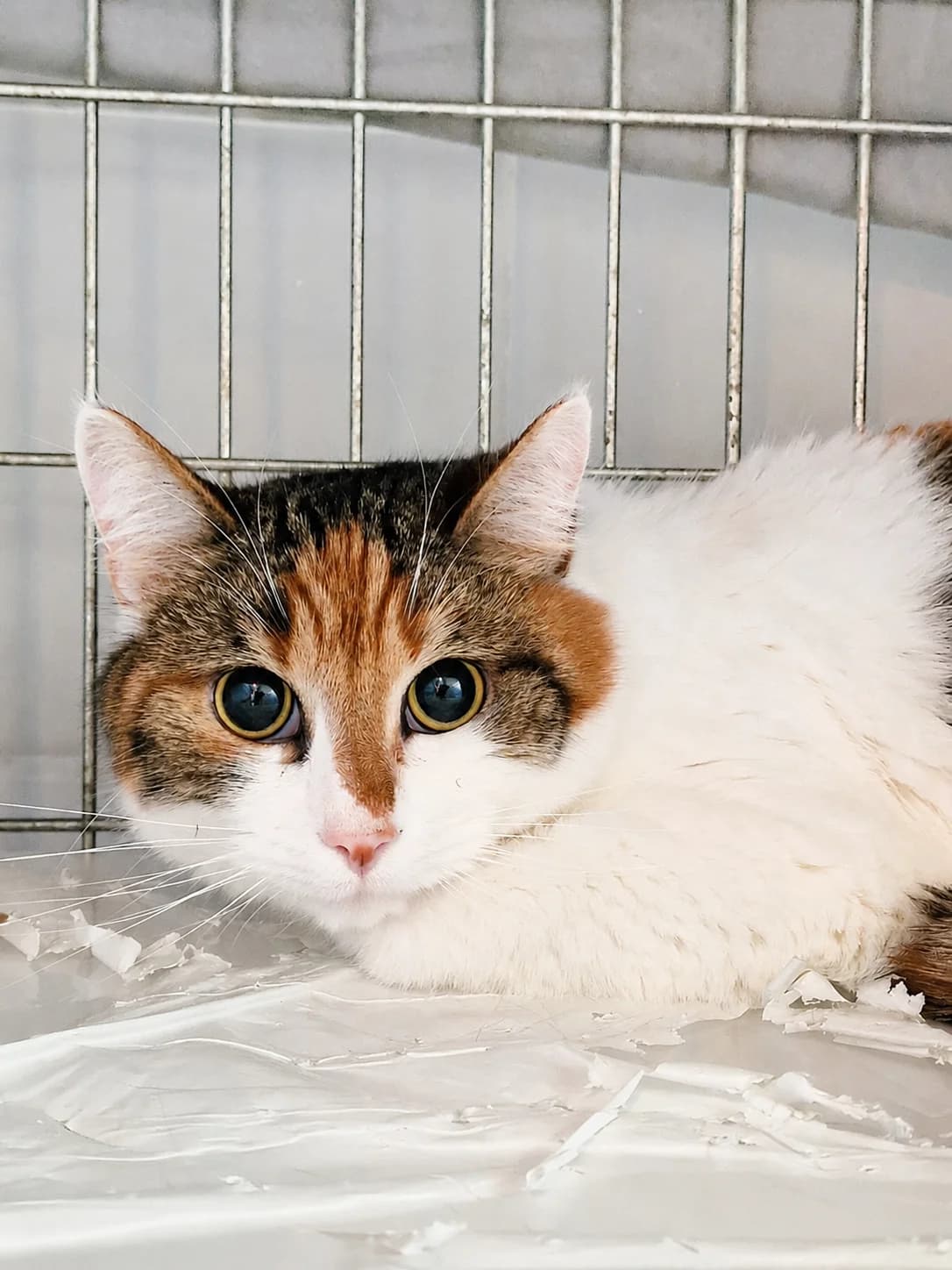 Nela, female Mixed Breed for adoption at Schronisko Wrocław, Wrocław