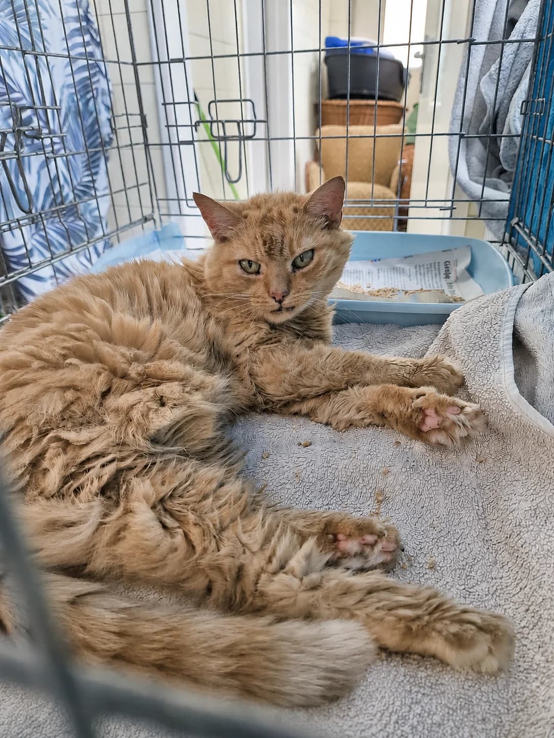 Nepal, male senior Mixed Breed for adoption at Schronisko Wrocław, Wrocław