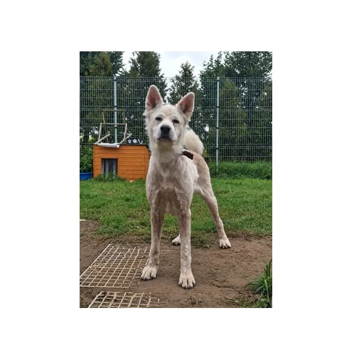 Olaf, male 5yo Mixed Breed for adoption at Schronisko Wrocław, Wrocław