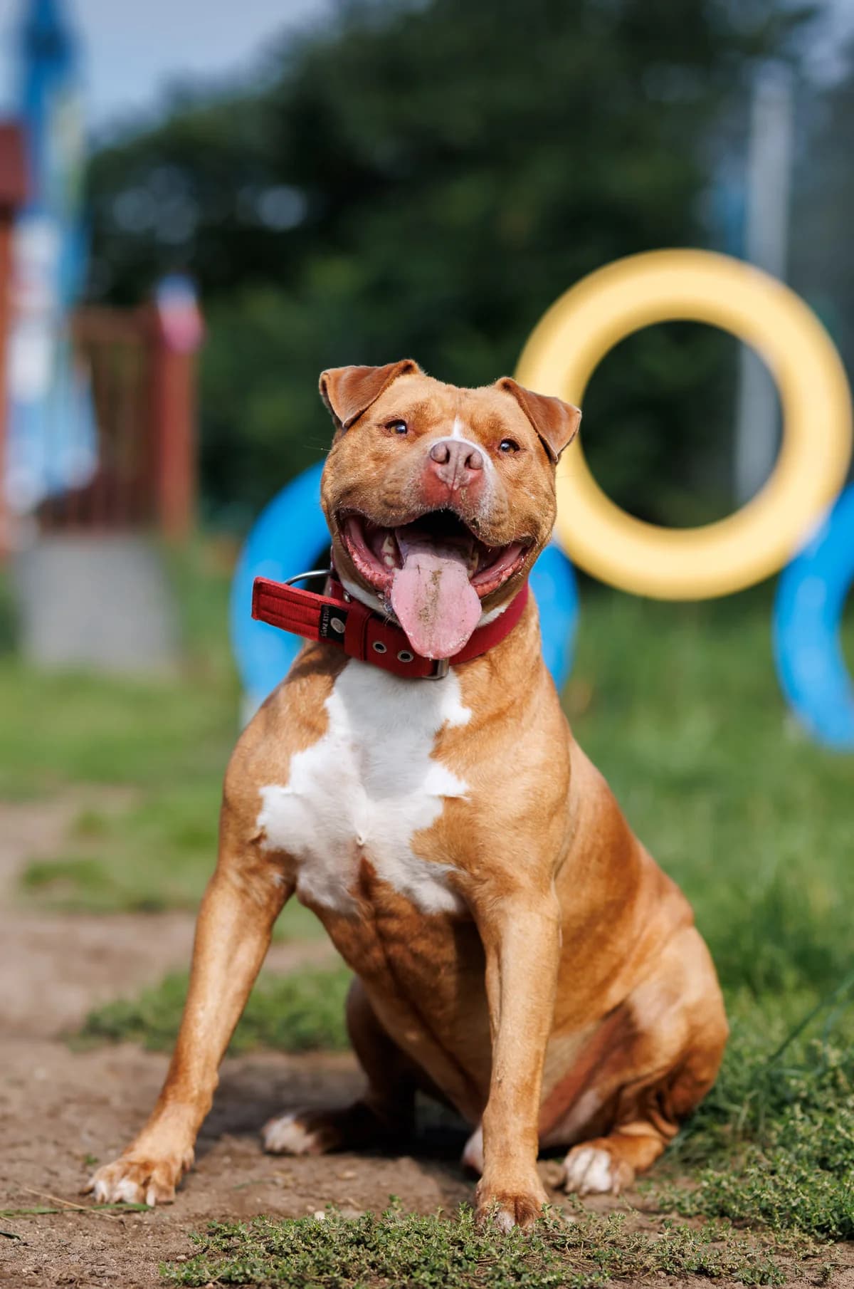 Pablo, male 5yo Mixed Breed for adoption at Schronisko Wrocław, Wrocław
