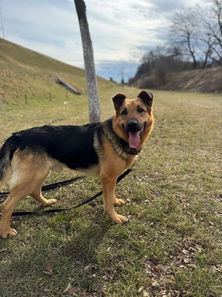 Ramzes, male 6yo Mixed Breed for adoption at Schronisko Wrocław, Wrocław