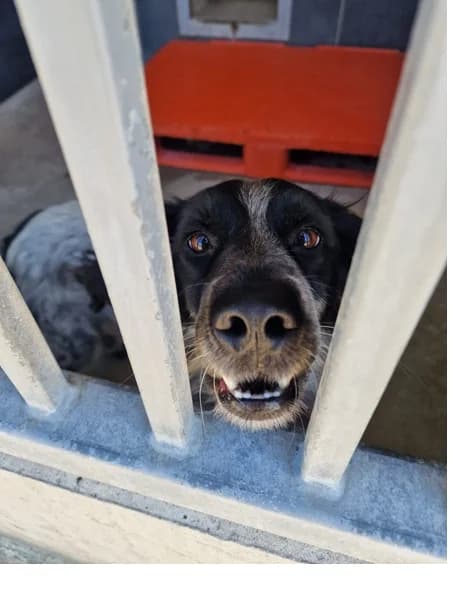 Roki, male 5yo Mixed Breed for adoption at Schronisko Wrocław, Wrocław