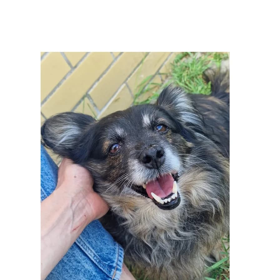 Romek, male senior Mixed Breed for adoption at Schronisko Wrocław, Wrocław